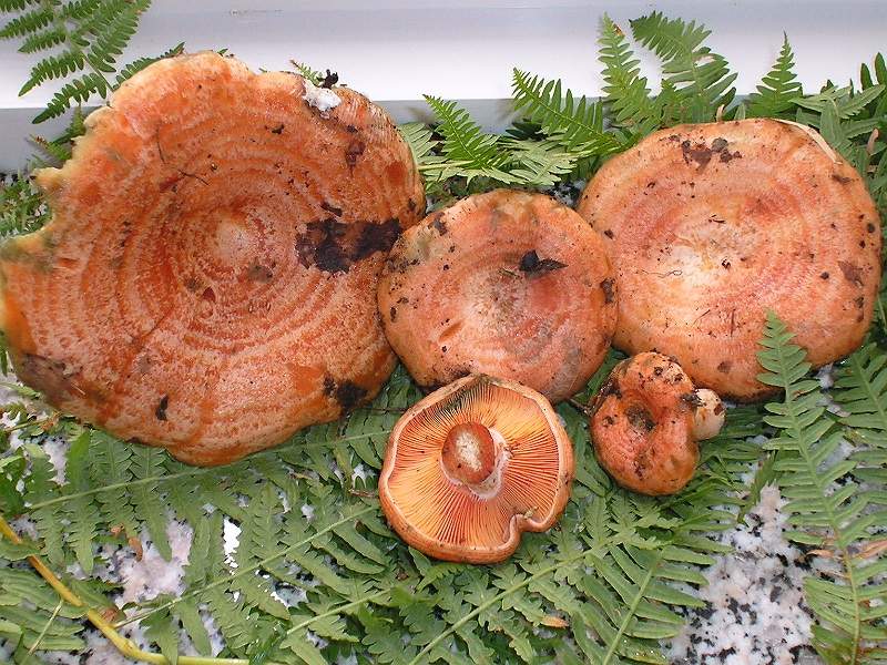 Sui colli Piacentini